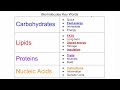 Biomolecules Review Challenge