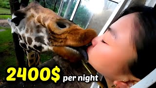 I Paid $2400 per night to Sleep with Giraffe. 1박 300만원 기린호텔 리뷰