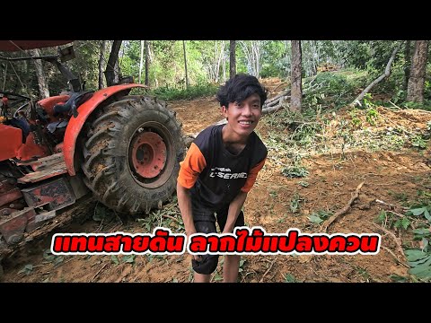 น้องแทนเกือบร้องไห้!เมื่อต้องลากไม้แปลงควน
