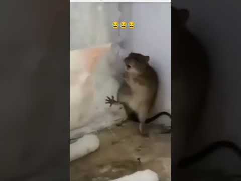 எலி பய தான் காரணம் ❤️❤️🤣🤣 #hoomans #dogcomedyvideo #instatrending #creatoryash #bigbang