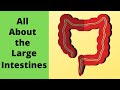 Large Intestine and Bacterial Functions