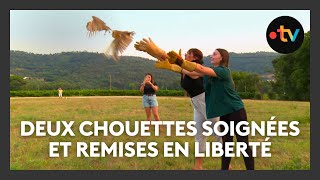 Deux chouettes effraies sauvées et soignées dans les Alpes-Maritimes retrouvent leur liberté