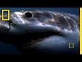 Shark Attacks in Mangrove Swamps