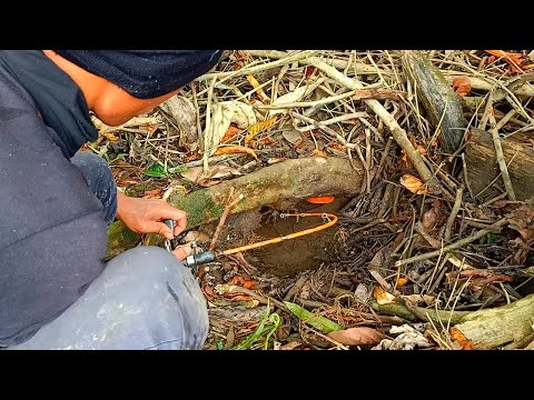 PEMANCING IKAN LEMBAT | MANCING IKAN LEMBAT TUA | fishing 2024