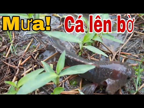 Kỳ Lạ! CÁ ĐI BỘ trên cạn SAU MƯA ĐẦU MÙA