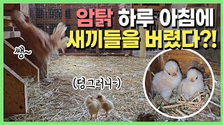 내팽겨쳐진 🐤병아리 아기들...