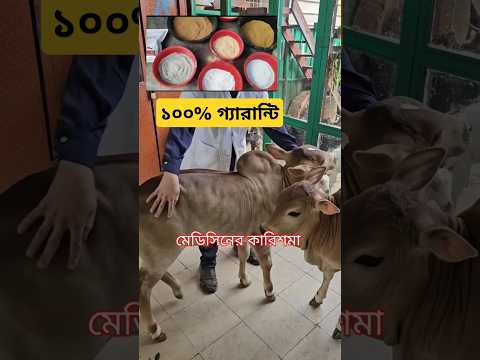 ইন্ডিয়ান মেডিসিন খাওয়াবেন ষাঁড় বাচ্চ এবং গরুর ঘারের চুট বিশাল হবে গ্যারান্টি দিলাম #Biggest #bull