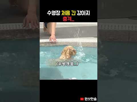 수영장에 처음 간 강아지의 충격적인 반응