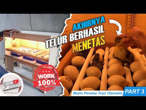 UPDATE HASIL MESIN PENETAS TELUR OTOMATIS WORK 100%