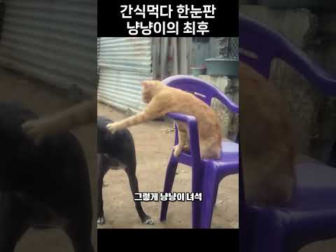 간식먹다 한눈판 냥냥이의 최후
