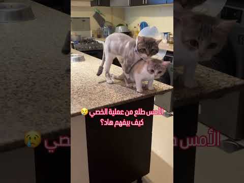 بقكر اتركبهم البيت واطلع خلاص 😂