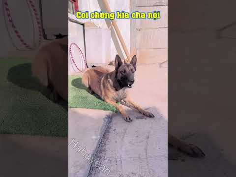 Con chó bá đạo #217 | Chú chó cứu bà chủ nhiều lần thoát chết