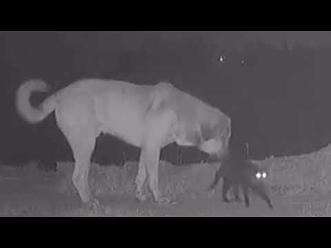 WOLVES ATTACK COWS AND CATS, KANGAL DOGS CHASES WOLVES￼ kurtlar kediye saldırdı kangal engel oldu