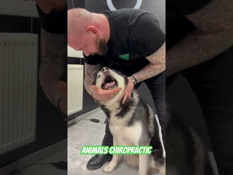 Animals Chiropractic 💚💚💚💚#animals #chiropractic #dogs #foryou #asmr #germany #dogshorts #love