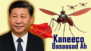 Kaneeco Basaasad ah | Walaaca Maraykanka ee awoodda Shiinaha