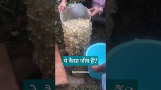 ये कैसा जीव है by Right To Shiksha