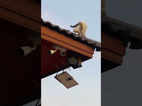 Shorts,ขึ้นได้ลงไม่ได้ ยายนงค์ พาเลาะ USA Shorts,ขึ้นได้ลงไม่ได้