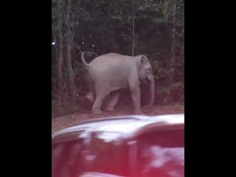 ระวัง #ช้างป่าเขาใหญ่