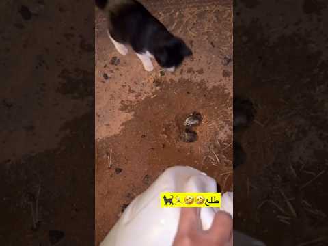 صاده باخر لحظه???‍⬛❤️‍? #babyanimals #chicken #animal #rabbit #قط #rabbitt