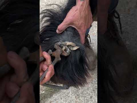 BIG ERGOT! #farrier #satisfying #horsefarrier #asmr #equestrian