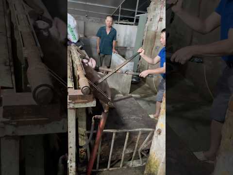 Vận hành lò mổ đơn giản vậy sao?? #trending #food #meat #music #youtubeshortsviral