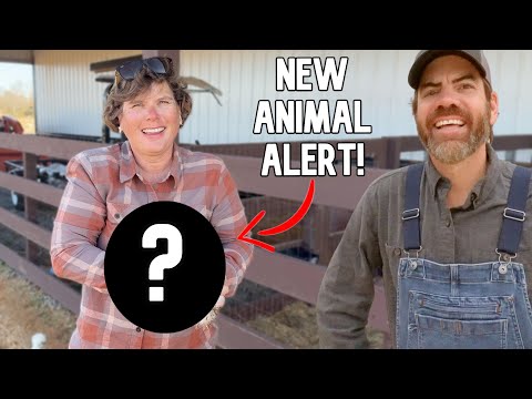 You're Not Going To Believe What New Animal We Got! (Bet You Didn't See This Coming)