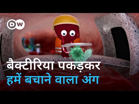 हमें बीमारियों से बचाने वाले स्प्लीन को आप कितना जानते हैं? [What does the spleen do?]