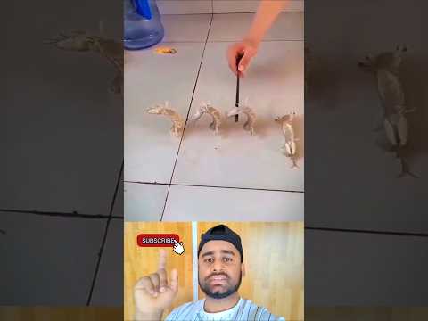চিংড়ি মাছ #reels #shots #foryou