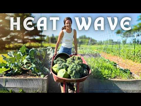 GIANT Harvest + PRESERVING (easy foods to store for winter)