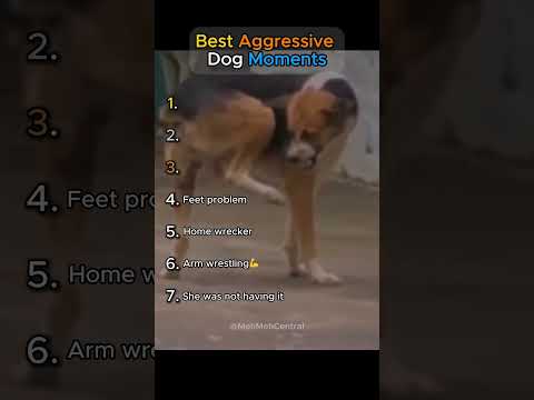 Best Aggressive Dog Moments!! Pt. 3 (TRY NOT TO LAUGH🤣)