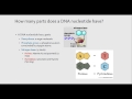 DNA Structure and Function Concepts