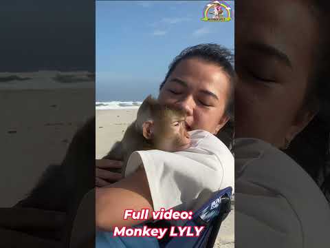 Monkey Lyly enjoys sunbathing on the beach  #shorts #monkey #youtubeshorts #cutefunny