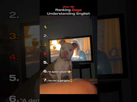 Ranking Dogs Understanding English🐶🧠 (You Won't Believe No.1) #shorts