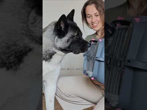 7 waren unerwartet 👀 aber wieee niedlich sind die bitte 🥹❤️#hunde #Katze #akita #liebe #tierschutz