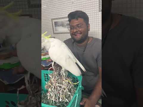 Ham New Bird Leke Aae!!! #pet #sauravjoshivlogs #bird #birdlives #birdfood