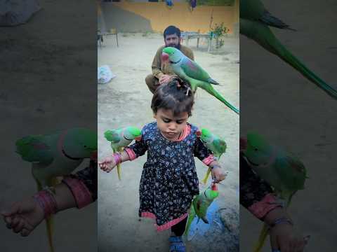 Cute baby parrot Eliza raised four parrots with hands and feet ❤️