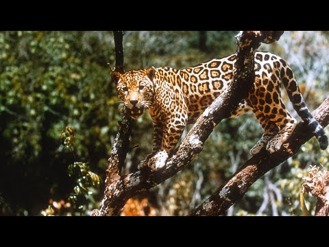 Jungle Cat - 1960 - Documentary Trailer