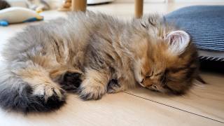 Cute kittens who sleep together during nap time...