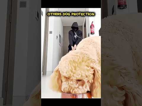 Other dogs are useless compare to the last one ...