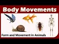 Animal Movement and Adaptations