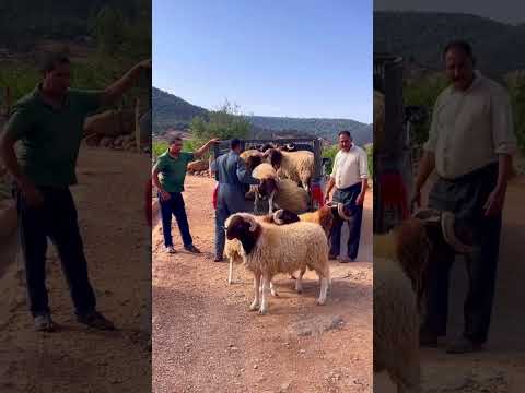 KOÇLAR PİKABIN KASASINDAN ATLIYOR