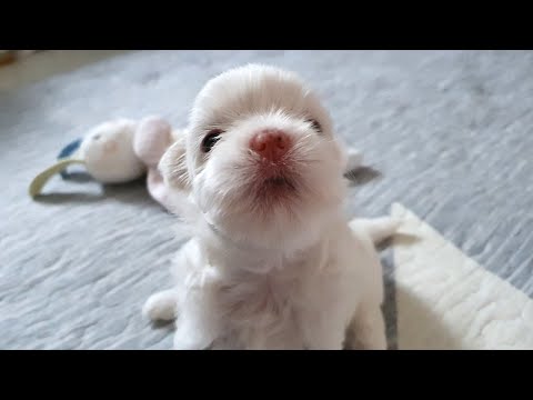 역대급 귀여운 울보 강아지 (서럽게 우는데 너무 귀여워요)a puppy cute when it cries.