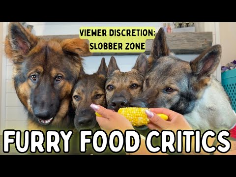 Four German Shepherds Review Food