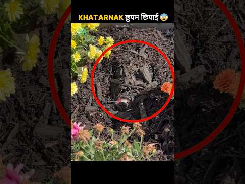 PT.7 Hardest Hide-And-Seek Challenge 😨😨 #shorts #shortvideo #knowledge