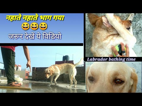 Labrador bathing time || Nahaate Nahaate bhaag gaya 😂#cutedog #labrador #likesforlike #dogbathing