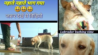Labrador bathing time || Nahaate Nahaate bhaag gaya 😂#cutedog #labrador #likesforlike #dogbathing