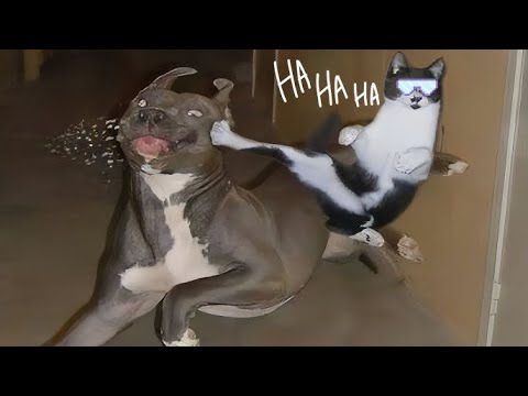 Best Cats and Dogs Videos 😆 New Funny Animals 2025 😂