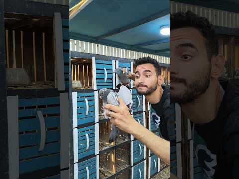 الزاجل ضربو بعض 😱صنعت مكان اجوزهم في #زاجل #pigeon
