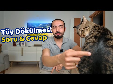 Kedilerde Tüy Dökülmesi ve PlusB Damla İle İlgili En Çok Sorulan Sorular