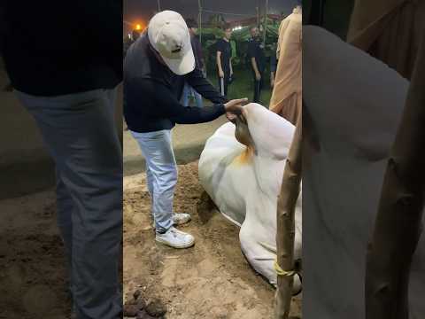 Salami check kro😨 #cowlover #cow #cattlemarket #mandi #cowmandi #animal #housecow #cowmarket